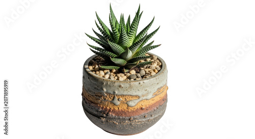 A small green succulent plant in a ceramic pot