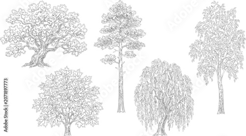 Collection of various tree species in elevation view vector for garden design

