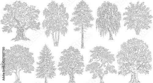Detailed architectural tree set in elevation view vector for site planning

