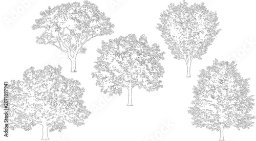 Diverse tree species in elevation view vector for architectural site plans

