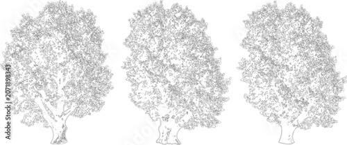 Three deciduous tree sketches in elevation view vector for landscape architecture

