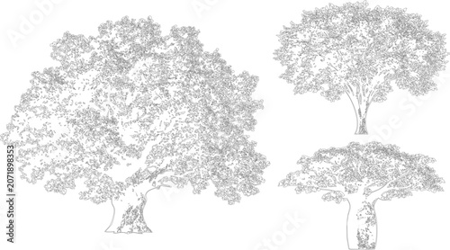 Three distinct tree species in elevation view vector for architectural visualization

