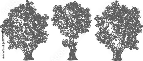 Set of three stylized tree illustrations in elevation view vector for graphic design

