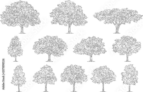 Large collection of fifteen diverse trees in elevation view vector for site planning

