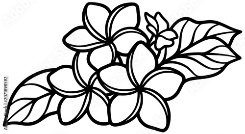 frangipani