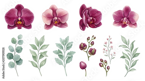 Collection of pink orchids and various green leaves isolated on transparent background