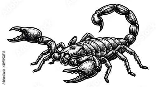 Bild auf Leinwand Vintage woodcut scorpion illustration, black and white arachnid vector art, deta