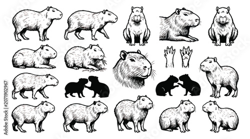 Foto Vintage capybara illustration set, hand drawn wild animal sketches in engraving