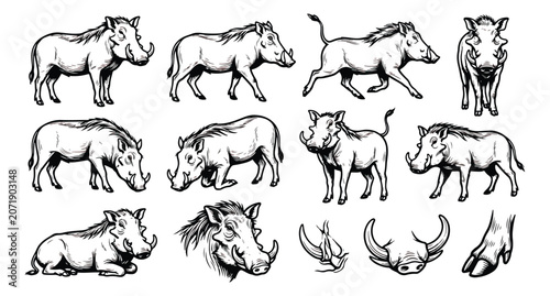 Foto Vintage warthog illustration set, hand drawn wild boar sketches in black and whi