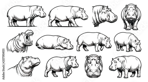 Bild auf Leinwand Vintage hippo illustration set, hand drawn hippopotamus sketches in various pose