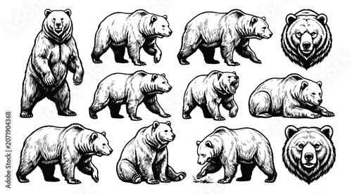 Foto Vintage grizzly bear illustration set, hand drawn black and white bear sketches,