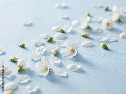 Elegant white spring blossoms and petals scattered on a light blue textured surface