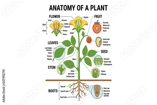 Educational plant anatomy infographic illustrating roots, stems, leaves, flowers, and tissues clearly
