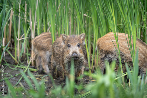 Wild Boar Sus Scrofa in Natural Forest Environment, European Wildlife