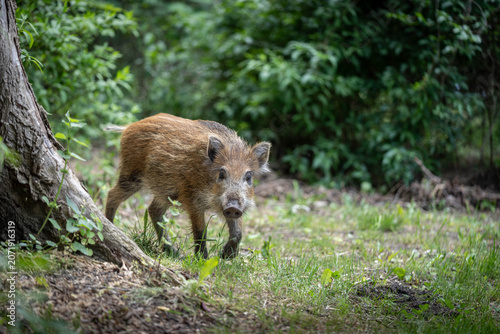 Wild Boar in Green Summer Forest Environment, Wildlife Photography