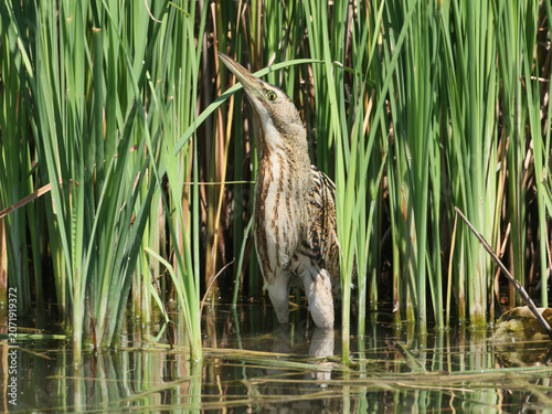 A stunning close-up of a Eurasian Bittern (Botaurus stellaris) standing perfectly camouflaged in a pond among dense green cattail (Typha) stems.