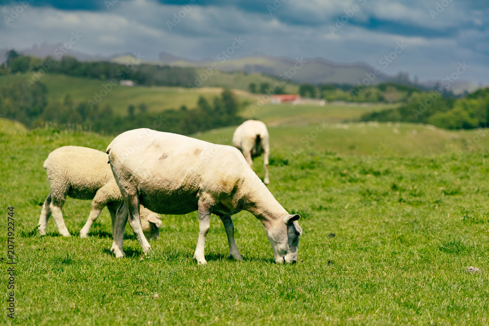 Fototapeta premium Sheep Grazing Green Pasture Under Cloudy Sky