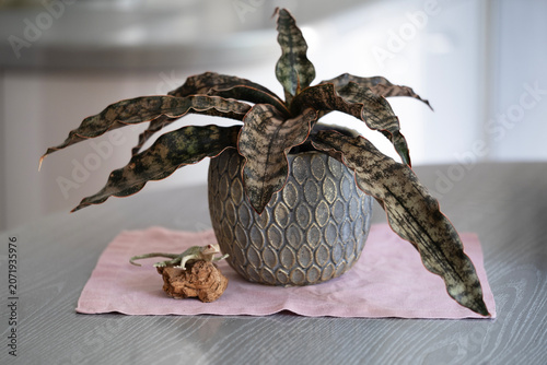 Rare Sansevieria Kirkii Coppertone snake plant on a table with lizard decor