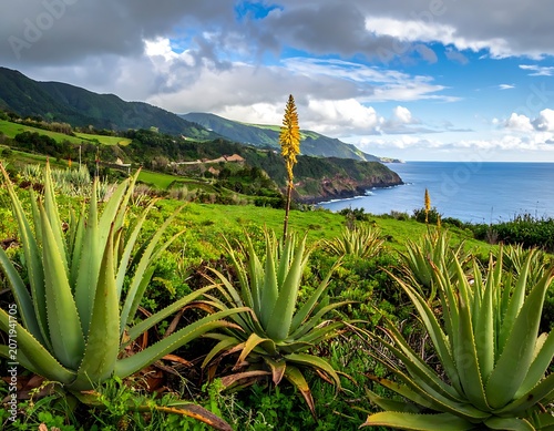 A serene coastal landscape with lush greenery and aloe plants