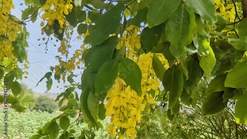 yellow leaves in the forest