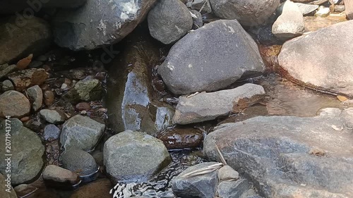 Crystal Clear Mountain River Flowing Through Natural Forest Landscape
