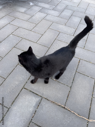 zaghafte kleine schwarze Katze auf einem grauen gepflasterten Weg