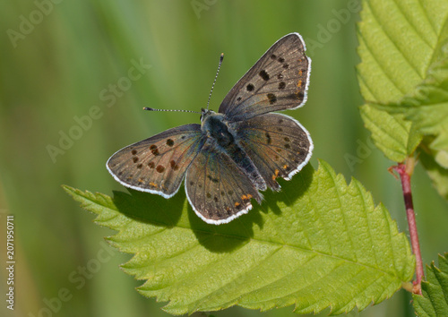 Male sooty copper butterfly Lycaena tityrus resting with open wings on a grass blade