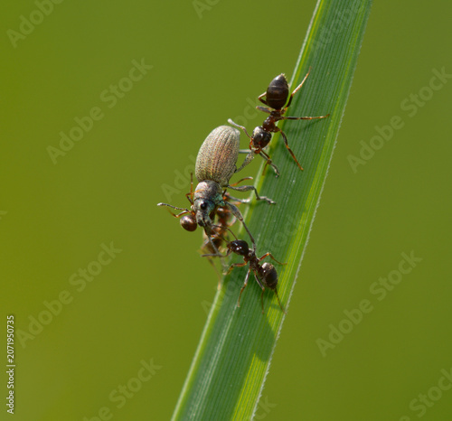 Ants attacking a weevil beetle on a green grass blade teamwork macro photography