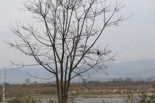 Photography The changeable hawk-eagle (Nisaetus cirrhatus cirrhatus) or crested hawk-eagle is a large bird of prey species of the family Accipitridae