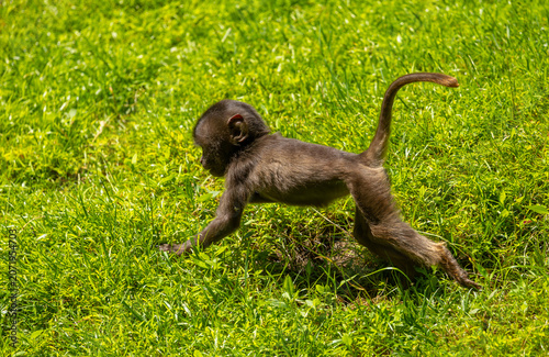 Gelada baboon juvenile running Bronx Zoo, New York.