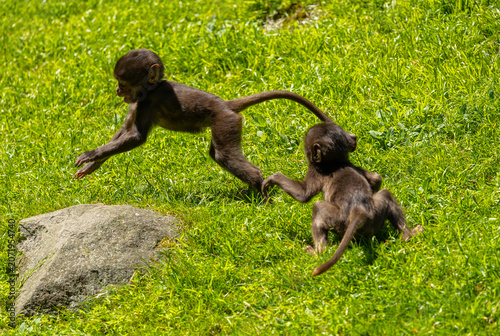 Gelada baboon juveniles at play. Bronx Zoo, New York.