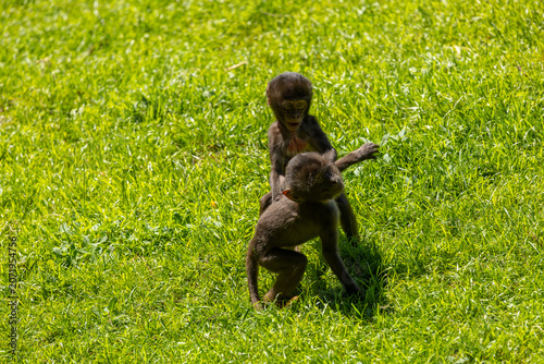 Gelada baboon juveniles at play. Bronx Zoo, New York.