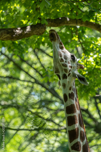 Rothschild's giraffe feeding on tree leaves. Bronx Zoo, New York.