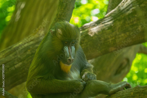 Female mandrill grooming herself. Bronx Zoo, New York.