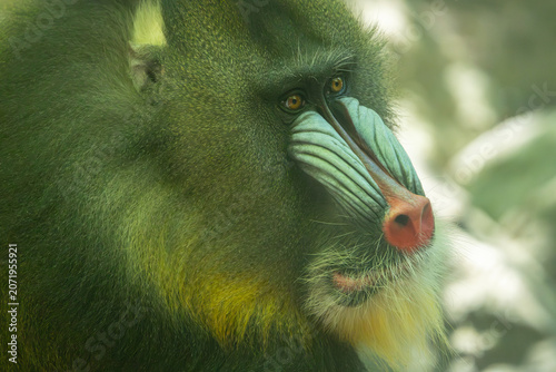 Male mandrill close-up head portrait. Bronx Zoo, New York.