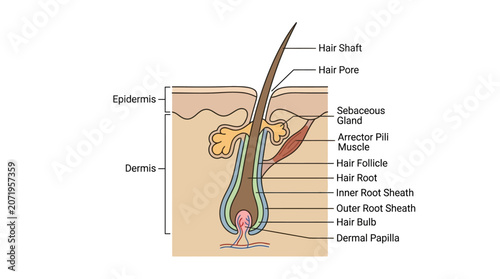 Foto Detailed anatomical illustration of a hair follicle and its components in the skin, labeled with various parts