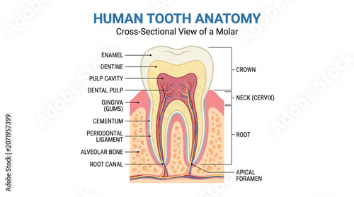 Tableau sur toile Detailed cross-sectional diagram of a molar tooth anatomy with labeled parts on a white background