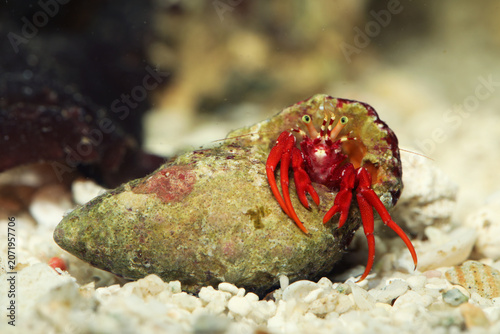 Scarlet Hermit Crab (Paguristes cadenati) coming out from seashell