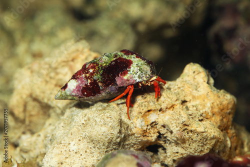 Aquarium cleaning crew Scarlet Hermit Crab (Paguristes cadenati) climbing on live rock