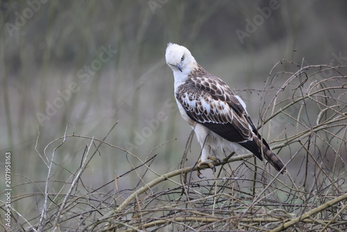 Photography The changeable hawk-eagle (Nisaetus cirrhatus cirrhatus) or crested hawk-eagle is a large bird of prey species of the family Accipitridae