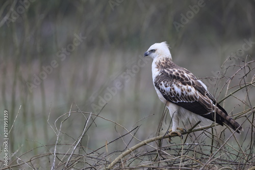 Photography The changeable hawk-eagle (Nisaetus cirrhatus cirrhatus) or crested hawk-eagle is a large bird of prey species of the family Accipitridae