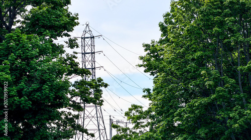 Power lines stand tall between trees in a rural area at midday