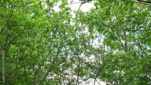 緑が鮮やかな新緑の森