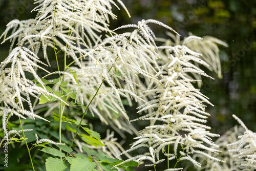 Aruncus dioicus white fluffy plant, also known as goat's beard soft focus.