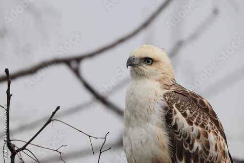 Photography The changeable hawk-eagle (Nisaetus cirrhatus cirrhatus) or crested hawk-eagle is a large bird of prey species of the family Accipitridae