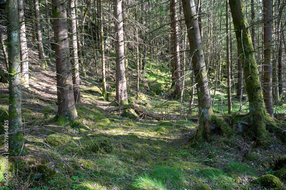 Fototapeta premium Trees in a forest in sunlight