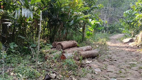 Fallen Tree Logs in Forest Woodland Natural Environment