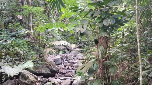Crystal Clear Mountain River Flowing Through Natural Forest Landscape