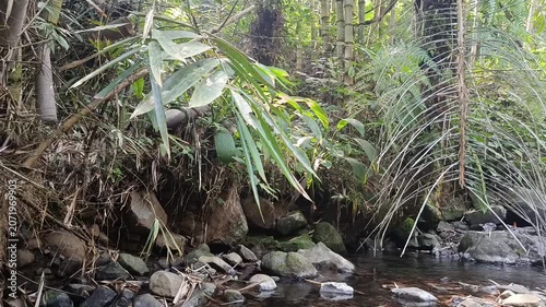 Crystal Clear Mountain River Flowing Through Natural Forest Landscape