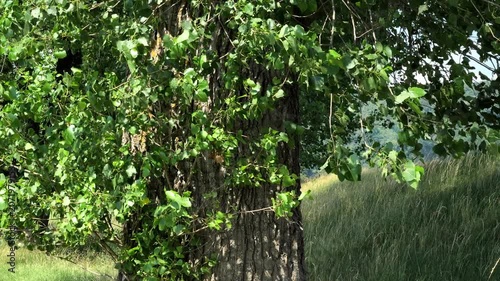 Windblown Poplar Trunk in Summer